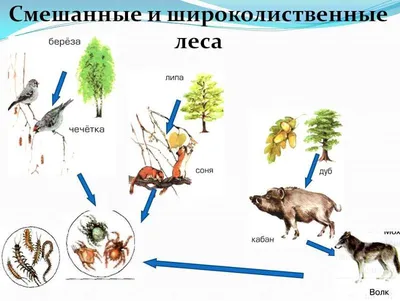 Составьте пищевую цепь, используя все названные ниже объекты: перегной,  паук-крестовик, ястреб, большая синица, комнатная.. | ВКонтакте