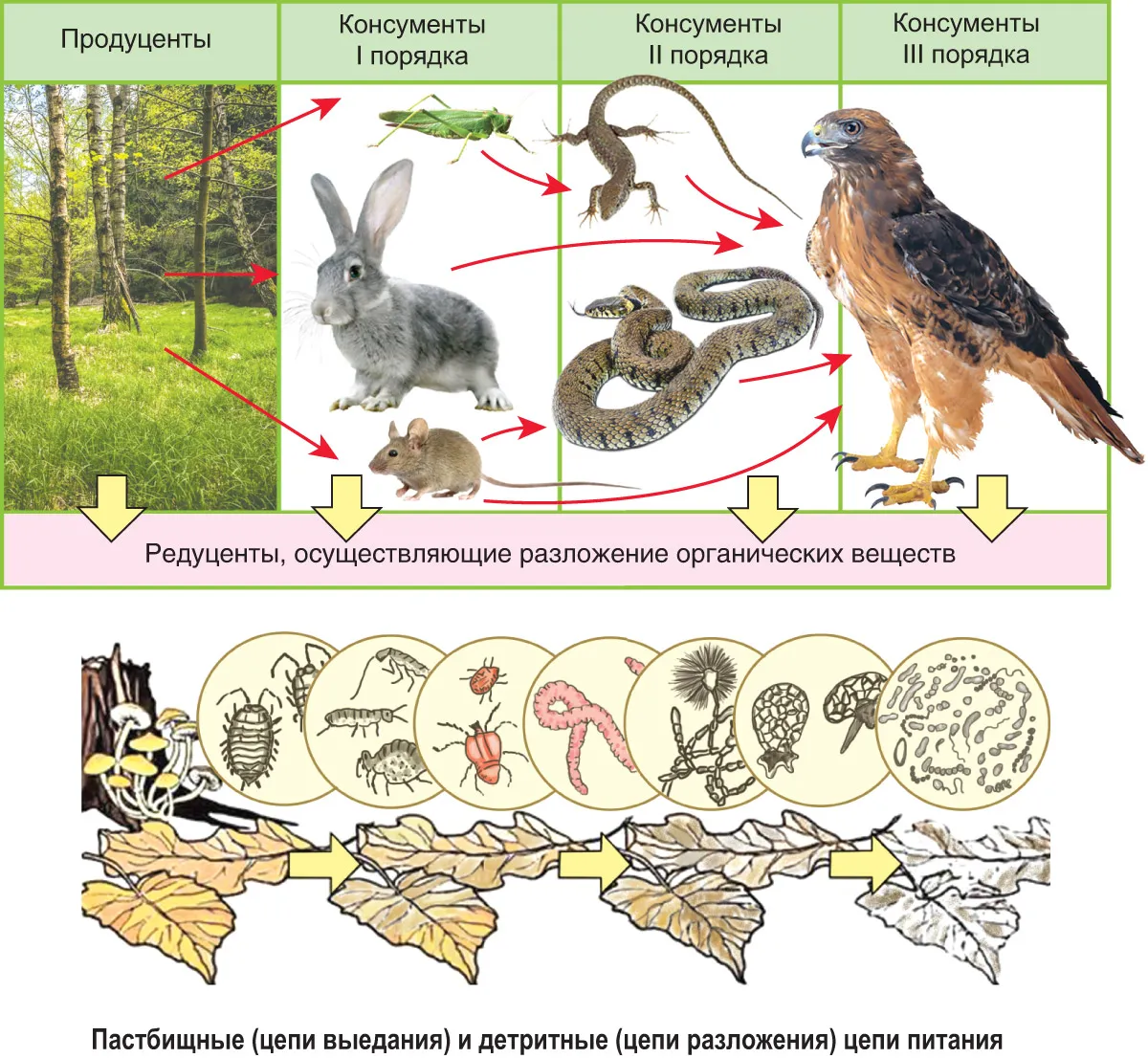 Пищевая цепь питания редуценты консументы. Цепь питания продуценты консументы редуценты. Пищевая цепь продуценты редуценты. Детритные цепи питания консументы.