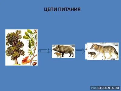 Цепи Питания Картинки 3 Класс – Telegraph