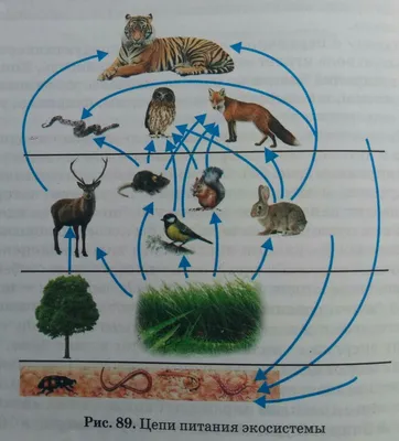 Цепи питания тайги и луга по окружающему миру в 4 классе: общий обзор  животных и растений