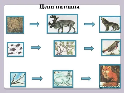 цепи питания | Удоба - бесплатный конструктор образовательных ресурсов