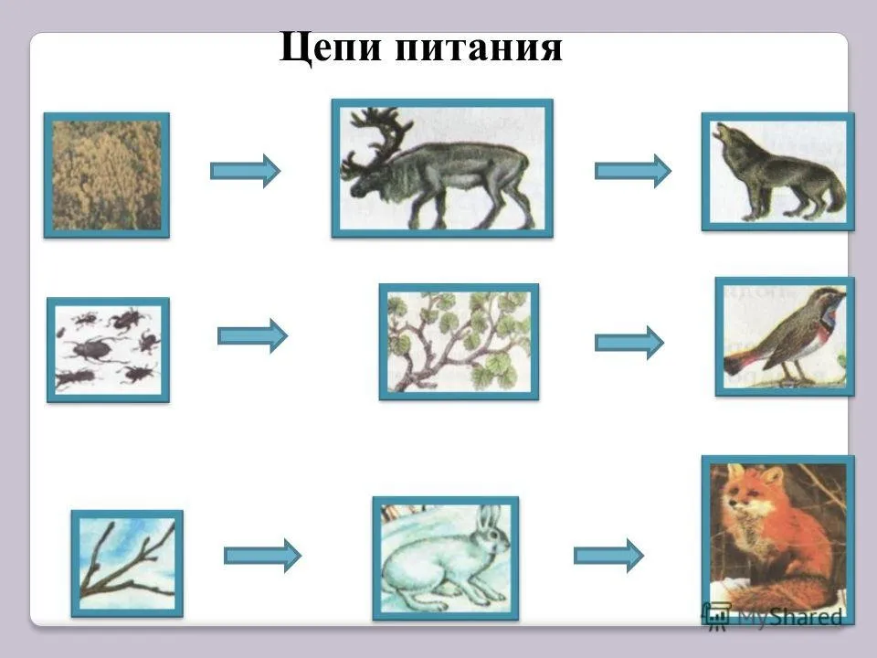 Верная схема питания. 2 Цепочки питания животных. Цепь питания животных 3 класс окружающий мир схема. Схема цепи питания животных. Цепи питания лесных животных 3 класс окружающий мир.