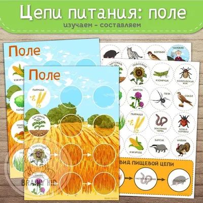 45. Цепи и сети питания. Трофические уровни: *Пастбищные и детритные цепи