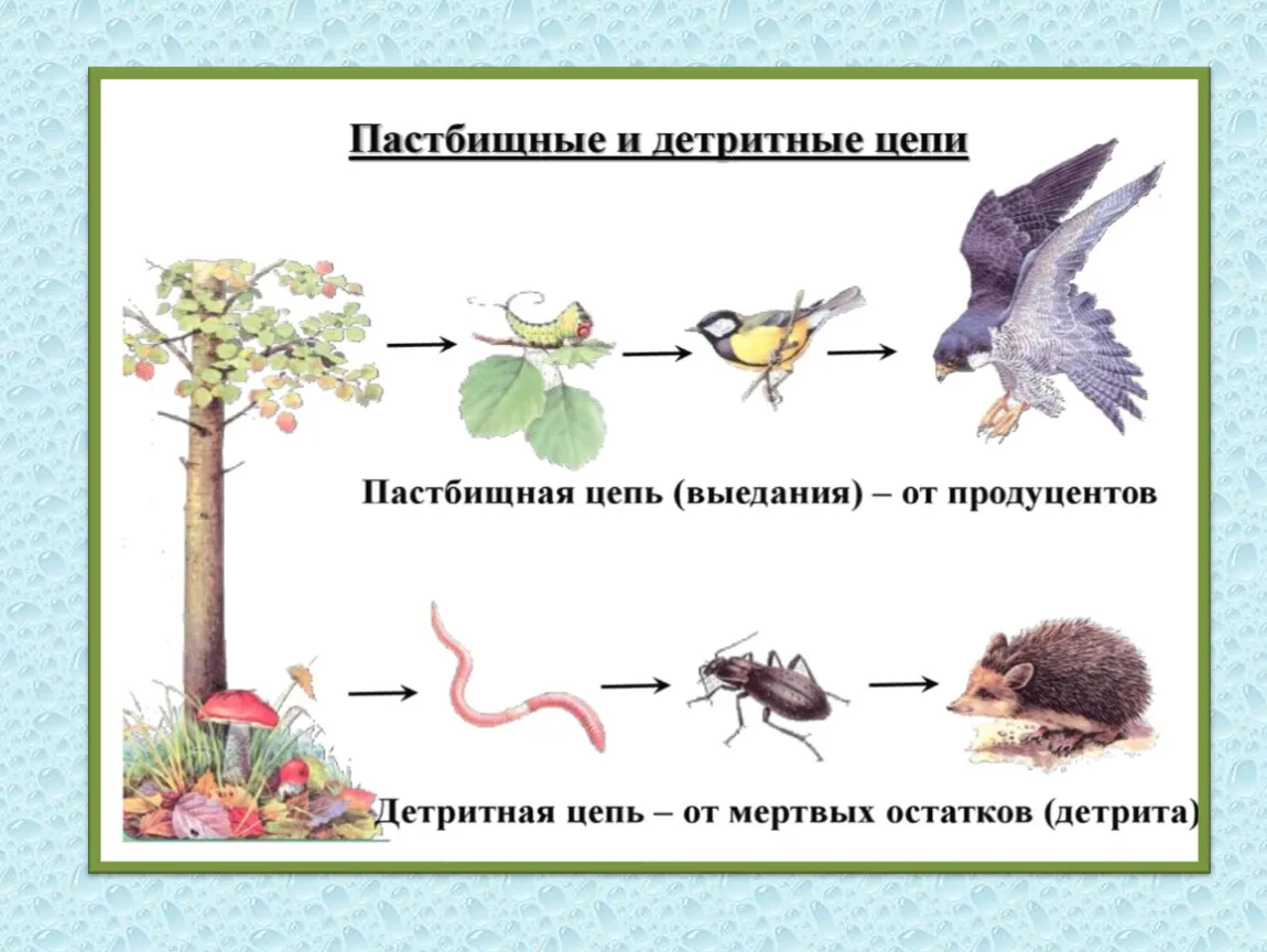 Пример цепи питания луга. Пастбищная и детритная пищевые цепи. Цепи питания биология. Детритная пищевая цепь. 5 Цепей питания 5 класс биология.