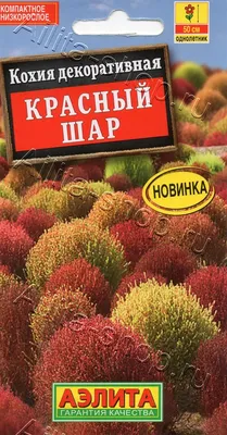 Семена цветов Кохия \"Султан\", 0,2 г (7643485) - Купить по цене от 17.80  руб. | Интернет магазин SIMA-LAND.RU