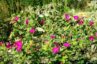 Мирабилис слабительная, ночная красавица (Mirabilis jalapa)