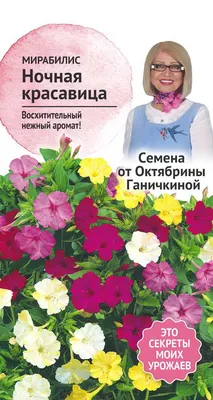 Мирабилис, или \"ночная красавица\" | Ландшафтный дизайн | Дзен