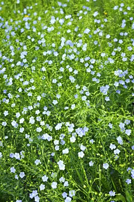 Лён золотистый (Linum Flavum)