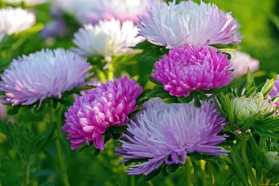 Small garden Astra flowers Stock Photo - Alamy