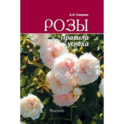 розовый цветок и зелёный лист алла-зантедешии Стоковое Фото - изображение  насчитывающей минимально, сад: 258065346