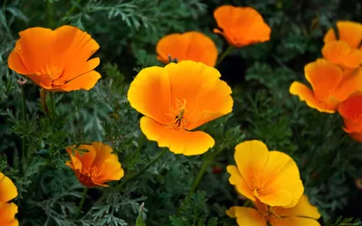 Цветы эшшольция: описание и фото растения, выращивание из семян, когда  сажать