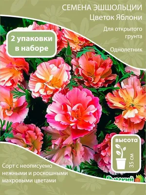 Семена, цветы, Эшшольция \"Карминный король\" купить по цене 49 ₽ в  интернет-магазине KazanExpress