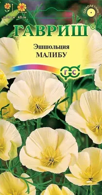 Русский Огород Цветы Эшшольция Цветок Яблони