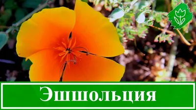 Эшшольции, Бархатцы Гавриш Однолетние цветы для клумбы - купить по выгодным  ценам в интернет-магазине OZON (455382044)