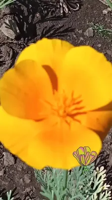 Семена цветы Эшшольция Оранж Кинг, 0,2 г (ID#1136861805), цена: 8 ₴, купить  на Prom.ua