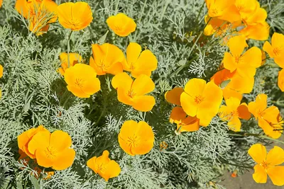 Эшшольция калифорнийская (Eschscholzia californica) - «Эшшольция: семенами  сразу в грунт!» | отзывы