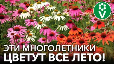 Почему нельзя рвать летние цветы? А…» — создано в Шедевруме