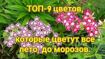 Летние бабочки по цене 5183 ₽ - купить в RoseMarkt с доставкой по  Санкт-Петербургу