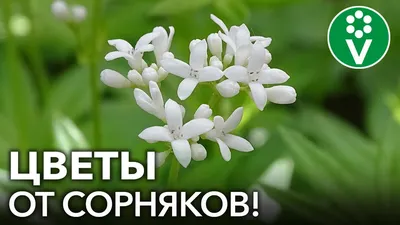 ЭТИ ЦВЕТЫ ЗАДАВЯТ САМЫЕ ЗЛОСТНЫЕ СОРНЯКИ НА УЧАСТКЕ! - YouTube