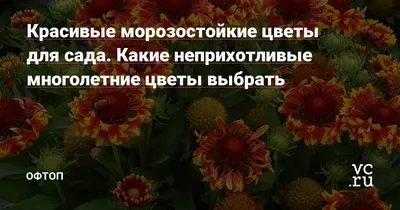 Какие цветы посадить на кладбище: ТОП-6 многолетних цветов для могилы