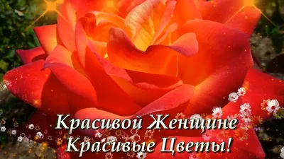 Цветы-это ещё один способ показать женщине, как она прекрасна ❤️ ⠀ Для  заказа: 8-921-703-88-00 Viber, WhatsApp📱 Доставим с любовью ❤️ | Instagram