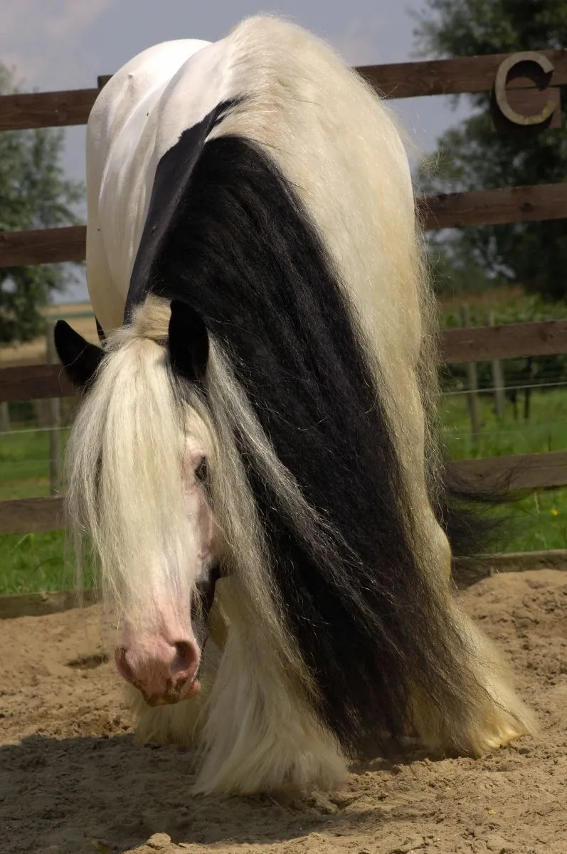 Лошадь породы цыганская упряжная. Красивая лошадь с длинной гривой. Лошадь с длинными волосами. Лошадь с красивой гривой.