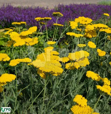 Тысячелистник MIX (Achillea) конт. c1 | Строим Сад