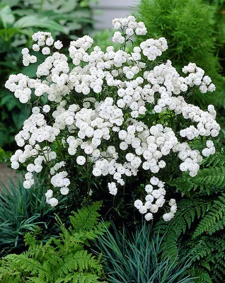 Yarrow flower herb (Tisyachalistnik) 50 gr - Тысячелистник 50 гр - USA  Apteka