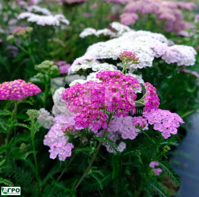 Тысячелистник обыкновенный (Achillea millefolium `Terracotta`)