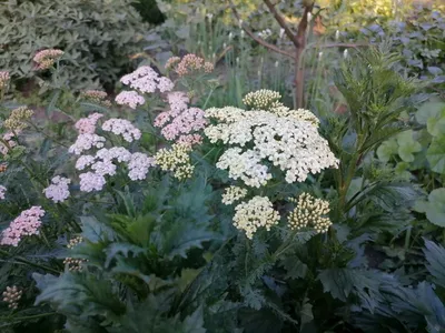 Тысячелистник обыкновенный Saphran Achillea millefolium - купить сорт в  питомнике, саженцы в Санкт-Петербурге