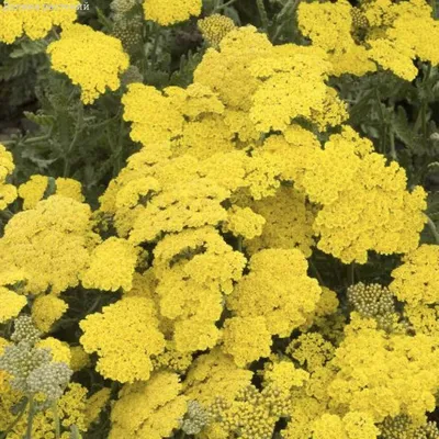 Millefolium Achillea известный как тысячелистник обыкновенный Иллюстрация  штока - иллюстрации насчитывающей травяной, дождь: 181749459