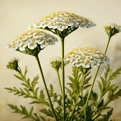 Тысячелистник обыкновенный (Achillea millefolium `Terracotta`)