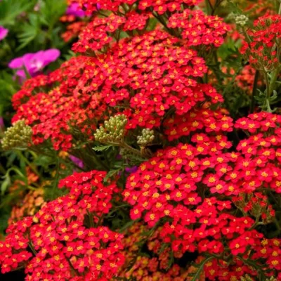 Achillea millefolium 'Skysail Yellow', Тысячелистник 'Скайсейл Елоу'