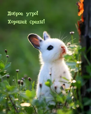 СРЕДА! 💗 ДОБРОЕ УТРО! 🌸🦋💜💐🌞🌿💜🦋🌸 УДАЧНОГО ДНЯ! | Доброе утро,  Праздник, Стихи о дружбе