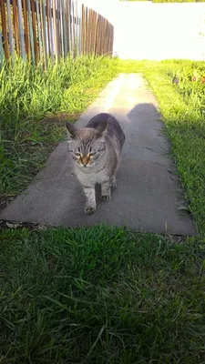 Grumpy Cat: Самый Богатый Кот в Мире | Туры из Ростова-на-Дону
