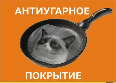 Умерла Grumpy Cat - Рамблер/новости