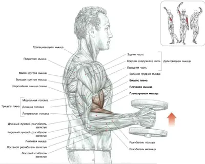 Сгибание рук с гантелями хватом \"молоток\" | Персональные комплексы  упражнений