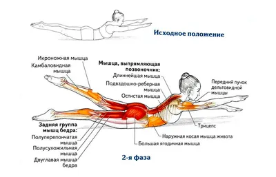 Упражнения для спины дома для женщин в картинках