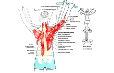 14 эффективных упражнений для здоровой спины | FitCurves