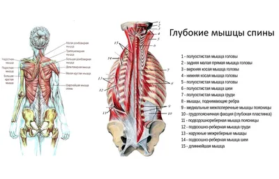 5 мощных упражнений на плечи, которые увеличат их в два раза