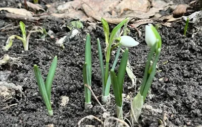 Центр Недвижимости Мегаполис - 🌺В МЕГАПОЛИСЕ ВЕСНА, УРА❗ А ещё 1 марта  отмечается МЕЖДУНАРОДНЫЙ ДЕНЬ КОМПЛИМЕНТА. И не зря этот праздник  приходится на первый день календарной весны, ведь в это время душа