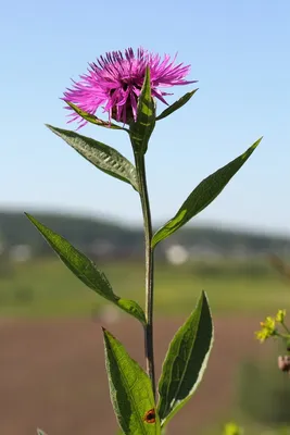 Василек луговой - Centaurea jacea L.