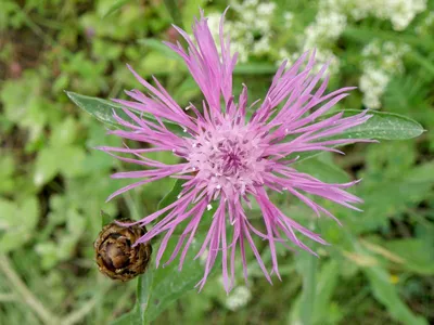 Centaurea jacea L. - Василёк луговой