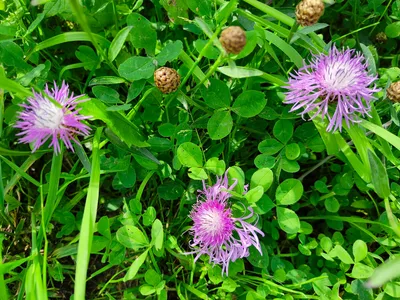 Василек синий (Centaurea cyanus L.)