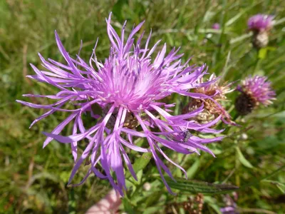 Centaurea jacea L. - Василёк луговой