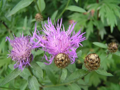 Василёк луговой (Centaurea jacea)