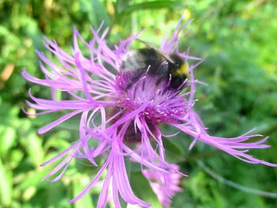 Василёк луговой (Centaurea jacea)