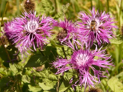 MW0444406, Centaurea jacea (Василек луговой), specimen