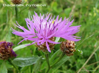 Василёк луговой (Centaurea jacea)