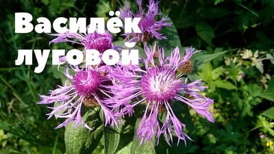 Василёк луговой🌿 - YouTube